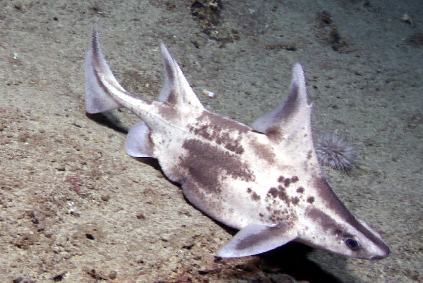 Megafauna mexicana – México Azul