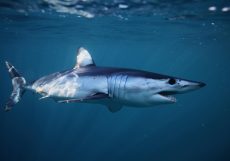 shortfin_mako_shark